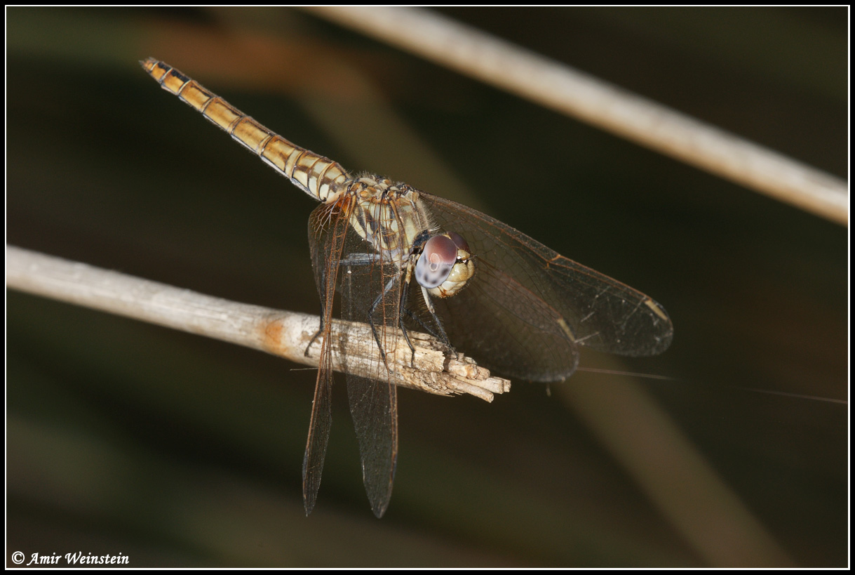 Odonata d''Israele for ID